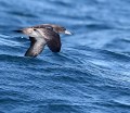 Pink-footed Shearwater